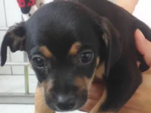Cachorro raça Vira lata  idade Abaixo de 2 meses nome Sem nome (filhote)