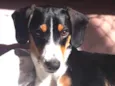 Toby