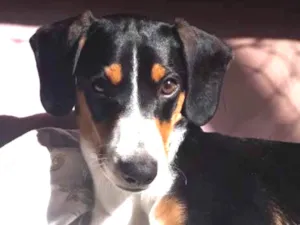Cachorro raça vira lata  idade 2 a 6 meses nome Toby
