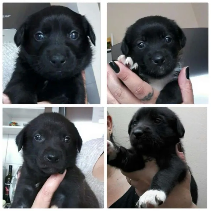 Cachorro raça SRD idade Abaixo de 2 meses nome Sem nomes