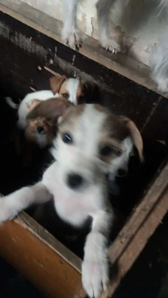 Cachorro raça Poodle  mestiço  idade 2 a 6 meses nome Maike