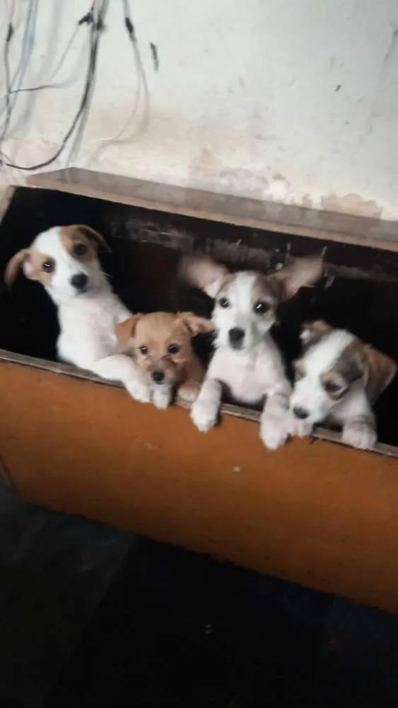 Cachorro raça Poodle  mestiço  idade 2 a 6 meses nome Maike