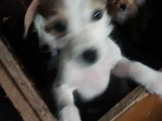 Cachorro raça Poodle  mestiço  idade 2 a 6 meses nome Maike
