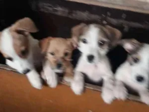 Cachorro raça Poodle  mestiço  idade 2 a 6 meses nome Maike