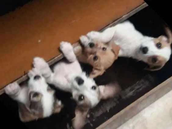 Cachorro raça Poodle  mestiço  idade 2 a 6 meses nome Maike