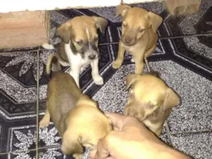 Cachorro raça  idade Abaixo de 2 meses nome Ainda não tem
