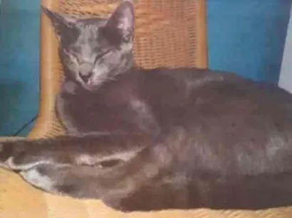 Gato raça  idade 5 anos nome Lêmure 