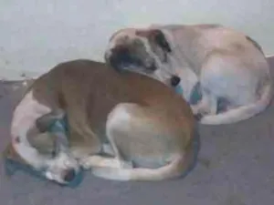 Cachorro raça Nao sei idade 2 anos nome Nao tem nome