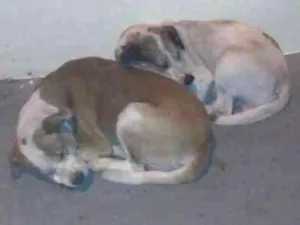 Cachorro raça Nao sei idade 2 anos nome Nao tem nome