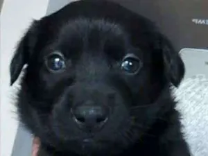 Cachorro raça SRD idade Abaixo de 2 meses nome Sem nomes