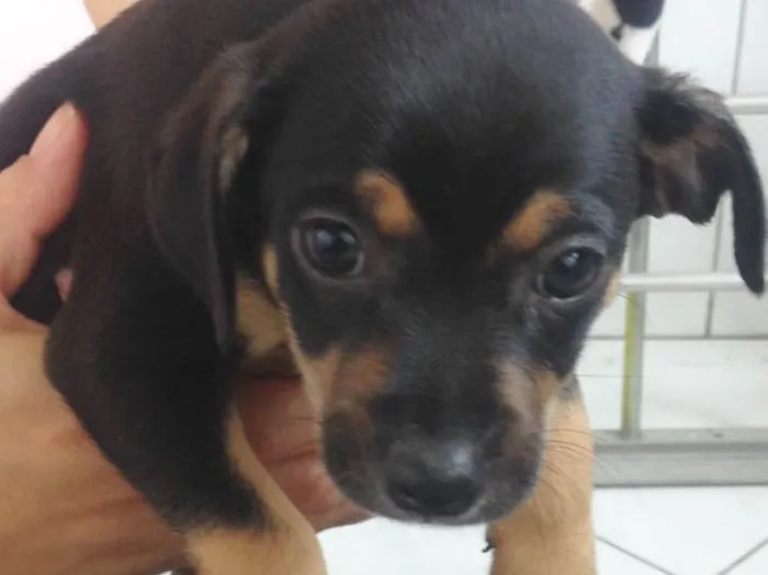 Cachorro raça Vira lata  idade Abaixo de 2 meses nome Sem nome (filhote)