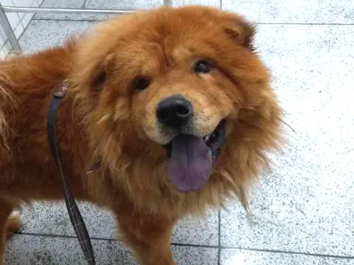 Cachorro ra a Chow Chow idade 5 anos nome Thor