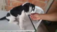 Shake