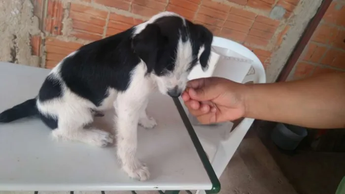 Cachorro ra a Indefinida idade 2 a 6 meses nome Shake