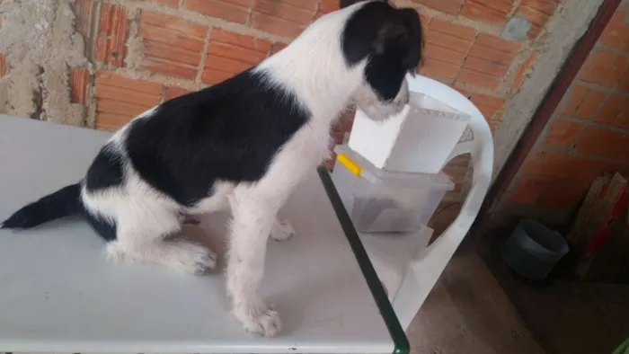 Cachorro ra a Indefinida idade 2 a 6 meses nome Shake