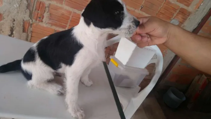 Cachorro ra a Indefinida idade 2 a 6 meses nome Shake