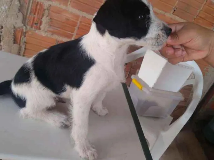 Cachorro ra a Indefinida idade 2 a 6 meses nome Shake