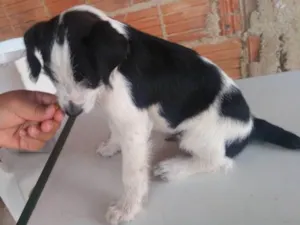 Cachorro raça Indefinida idade 2 a 6 meses nome Shake