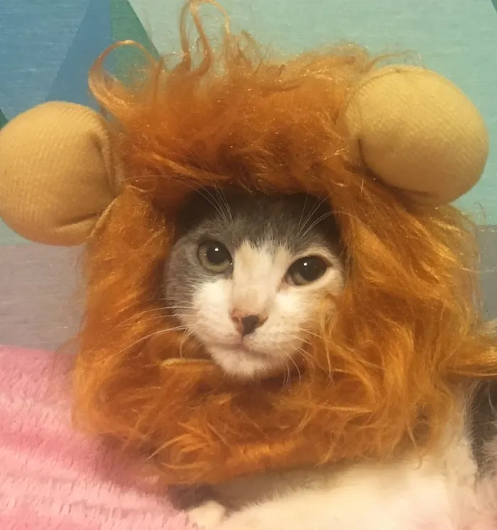 Gato ra a SRD idade 2 a 6 meses nome RUBI