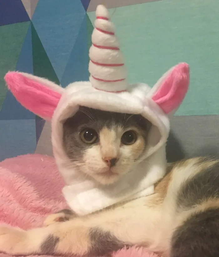 Gato ra a SRD idade 2 a 6 meses nome RUBI