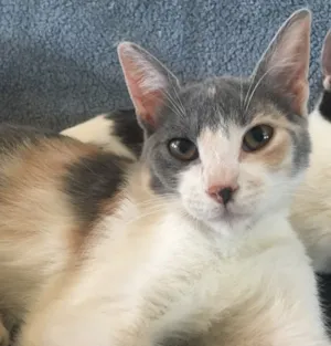 Gato raça SRD idade 2 a 6 meses nome RUBI