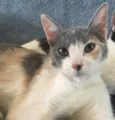 BISCUIT
