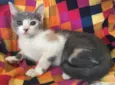 BISCUIT