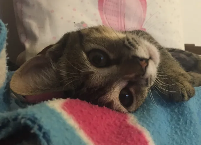 Gato ra a SRD idade 2 a 6 meses nome LOU-LOU