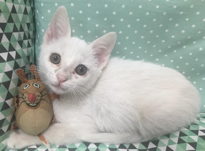 Gato ra a SRD idade 2 a 6 meses nome BRANCA DE NEVE