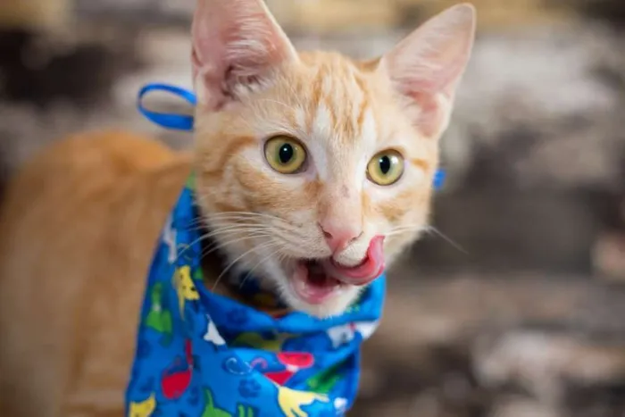 Gato raça SRD idade 2 a 6 meses nome SN