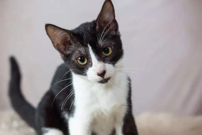 Gato raça SRD idade 2 a 6 meses nome SN