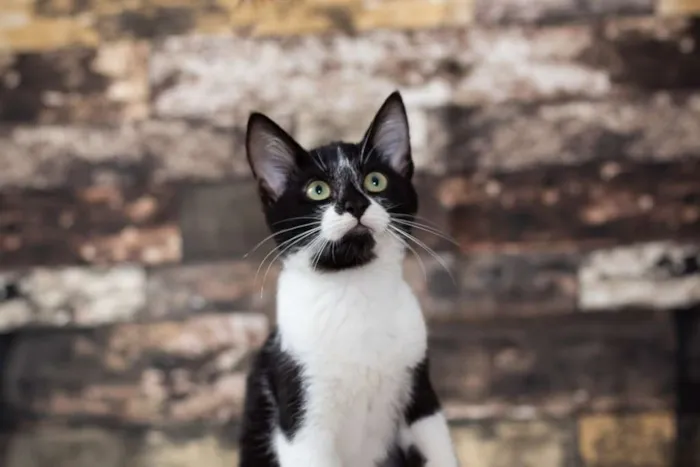 Gato raça SRD idade 2 a 6 meses nome SN