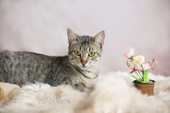 Gato raça SRD idade 2 a 6 meses nome SN