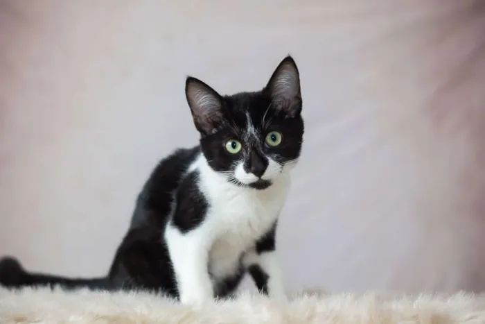 Gato raça SRD idade 2 a 6 meses nome SN