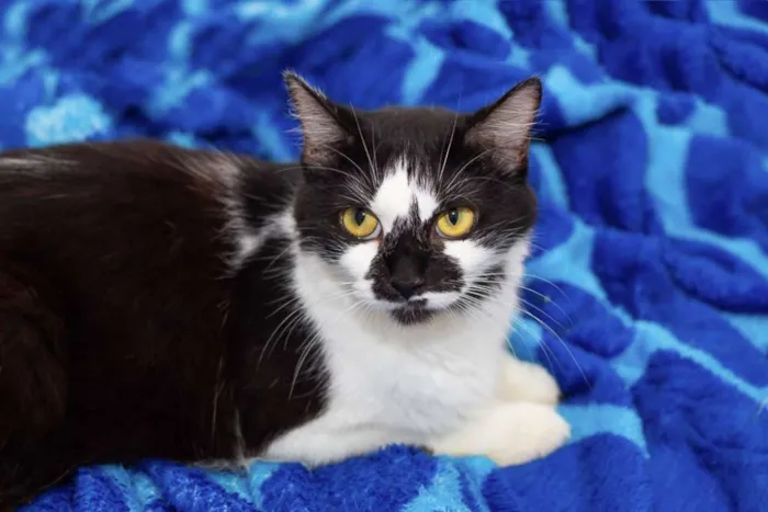 Gato raça SRD idade 2 a 6 meses nome SN