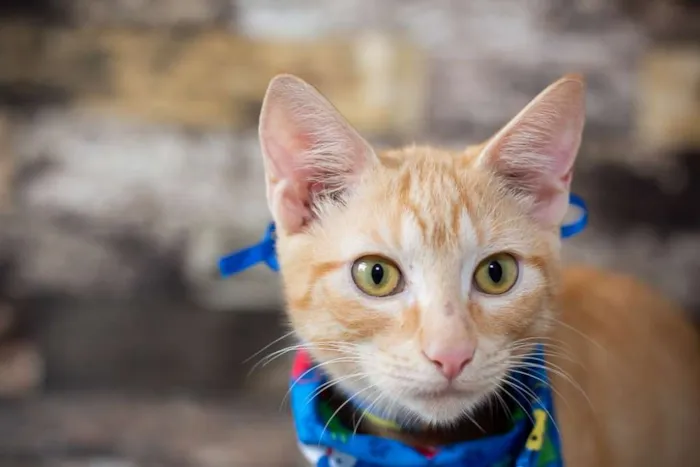 Gato raça SRD idade 2 a 6 meses nome SN