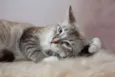 SN