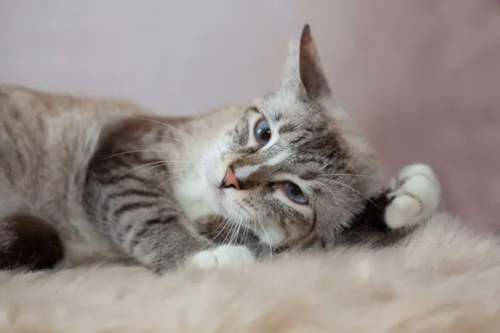 Gato raça SRD idade 2 a 6 meses nome SN