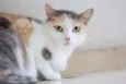 SN