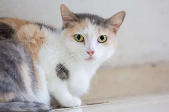 Gato raça SRD idade 2 a 6 meses nome SN