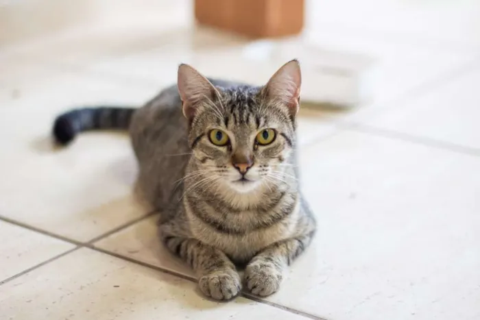 Gato raça SRD idade 2 a 6 meses nome SN