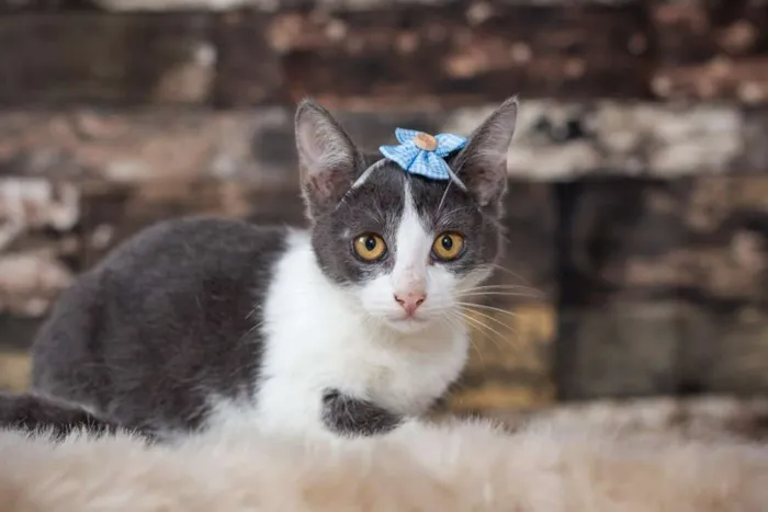 Gato raça SRD idade 2 a 6 meses nome SN