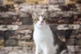 SN