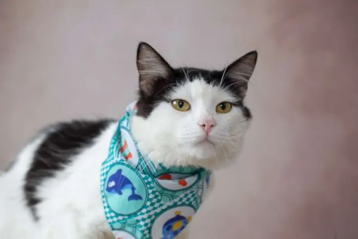 Gato raça SRD idade 2 a 6 meses nome SN
