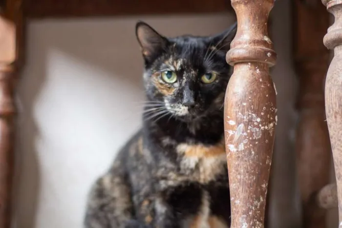 Gato raça SRD idade 2 a 6 meses nome SN