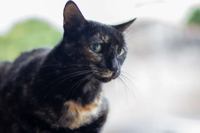 Gato raça SRD idade 2 a 6 meses nome SN