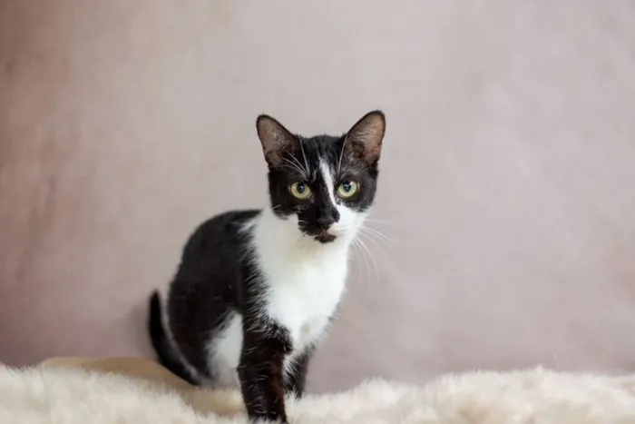 Gato raça SRD idade 2 a 6 meses nome SN