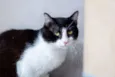 SN