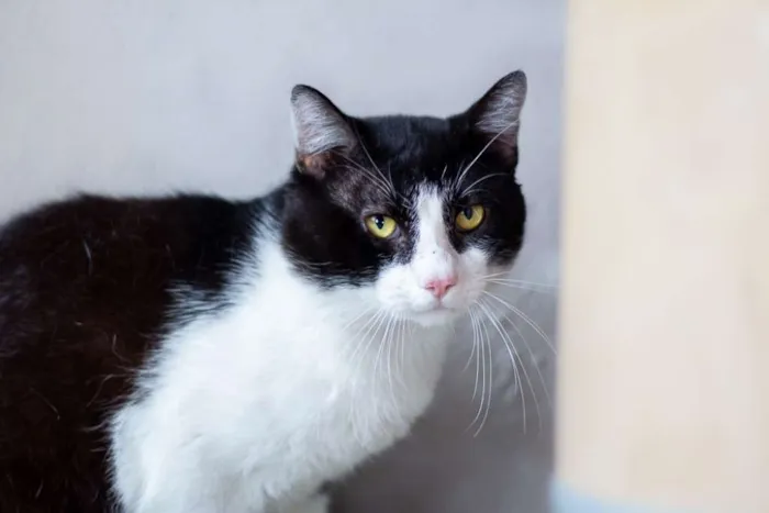 Gato raça SRD idade 2 a 6 meses nome SN