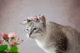 SN